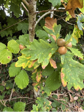 OAK APPLES