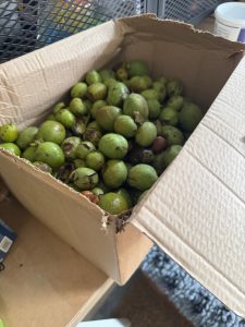 thumbnail_IMG_5155